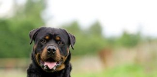 cane neonato morto