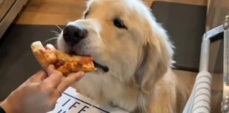 Il cane recensore