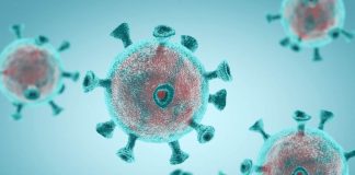 virus pandemia animali ambiente