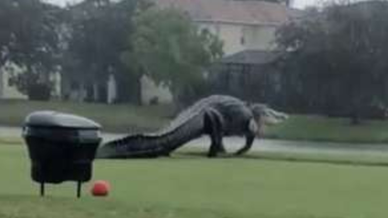 alligatore gigante in florida