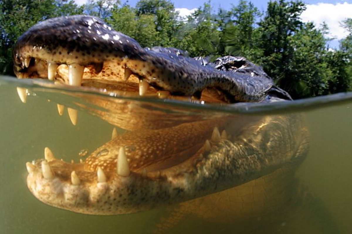 alligatori dottoressa