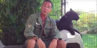 aggredito dal felino