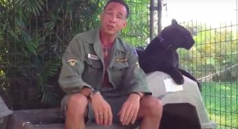 Spende una grossa somma per entrare nella gabbia di un leopardo nero: attaccato e ferito gravemente