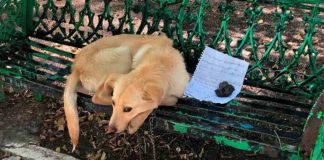cane abbandonato lettera