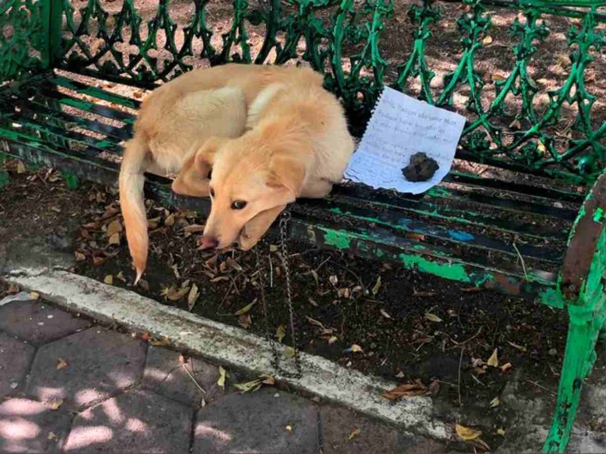 cane abbandonato lettera