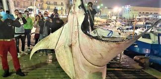 Manta Gigante