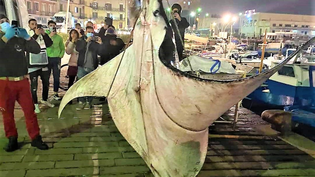 Manta Gigante