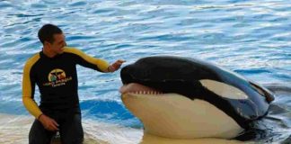 L'addestratore alexis martinez e l'orca keto che lo ha ucciso