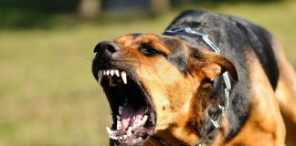 cane aggressione genitali