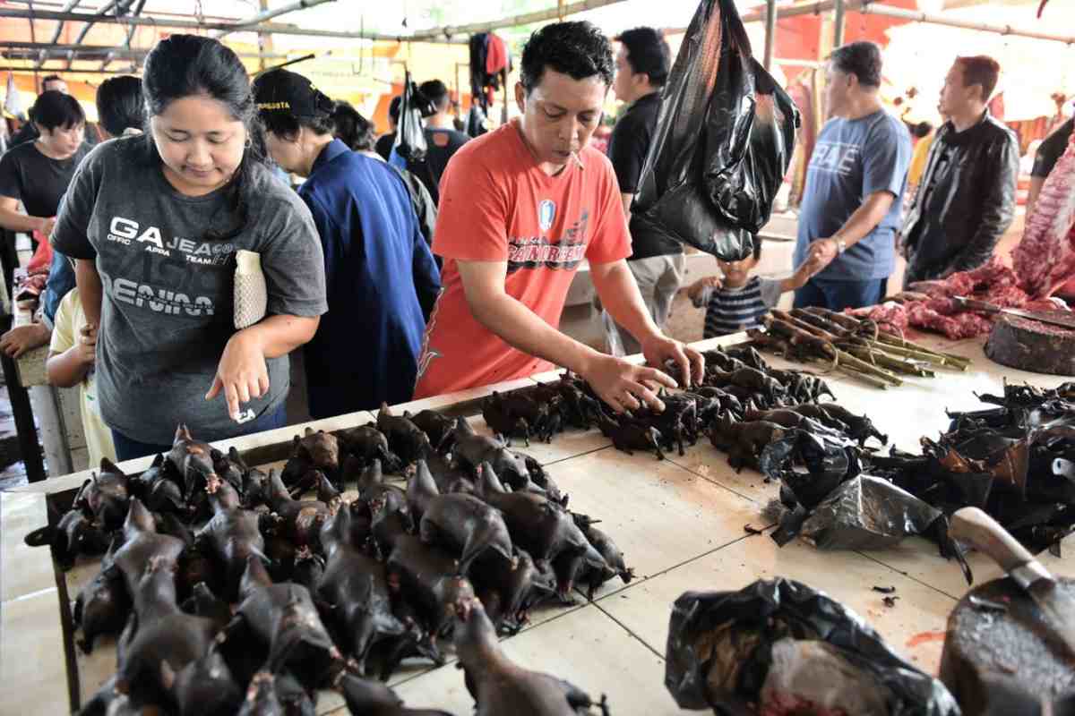 mercato indonesia pipistrello covid