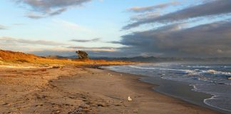 muore attaccata squalo waihi beach