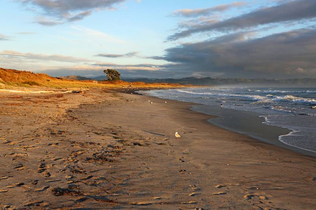 muore attaccata squalo waihi beach