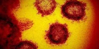 coronavirus suicidio