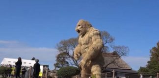 gorilla coronavirus