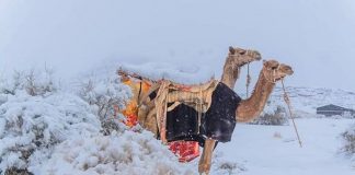 Neve deserto segno fine del mondo isaia profezia