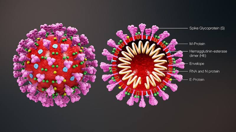 proteina spike coronavirus