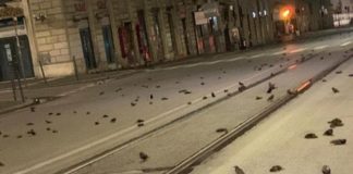 roma uccelli botti capodanno