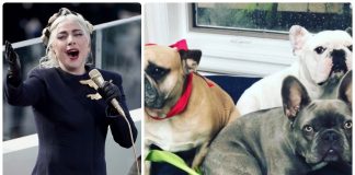 cani lady gaga