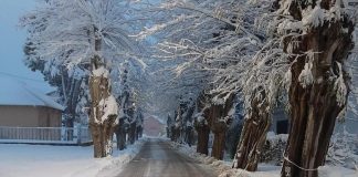 neve