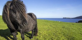 pony shetland