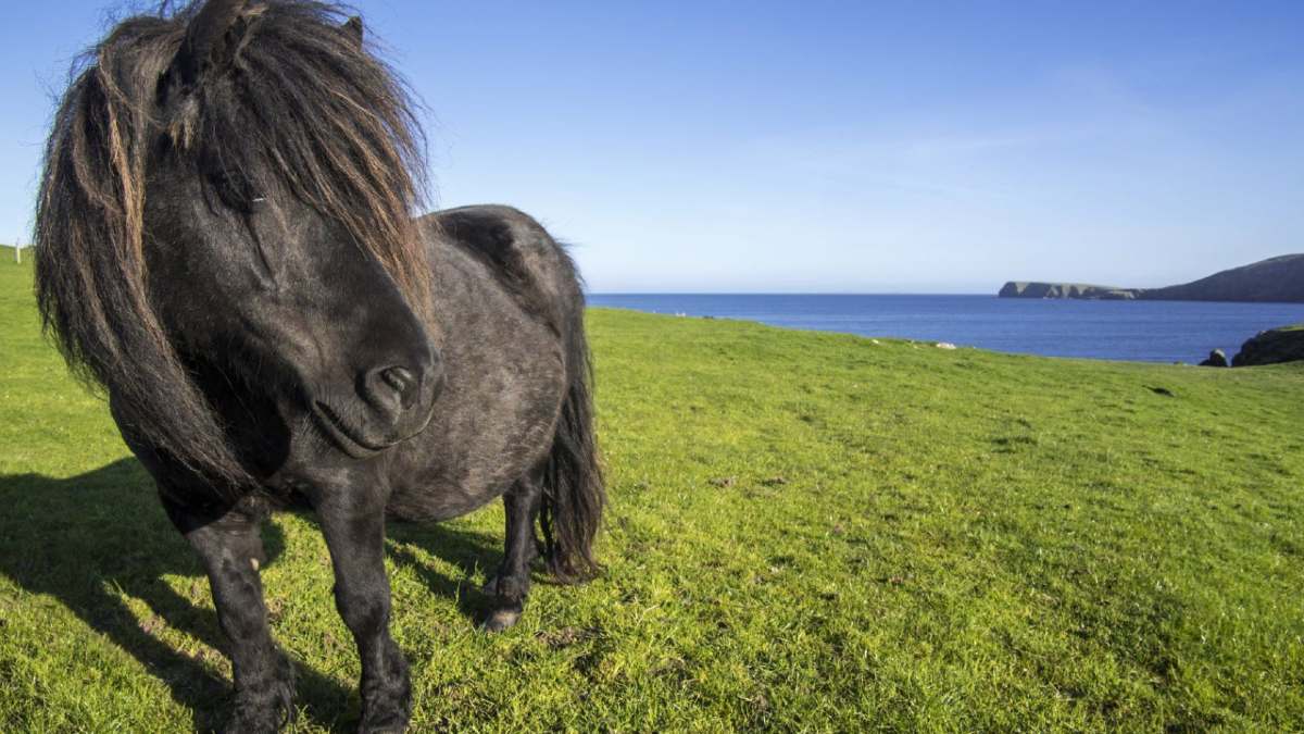 pony shetland
