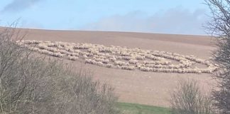Pecore disposte a cerchio