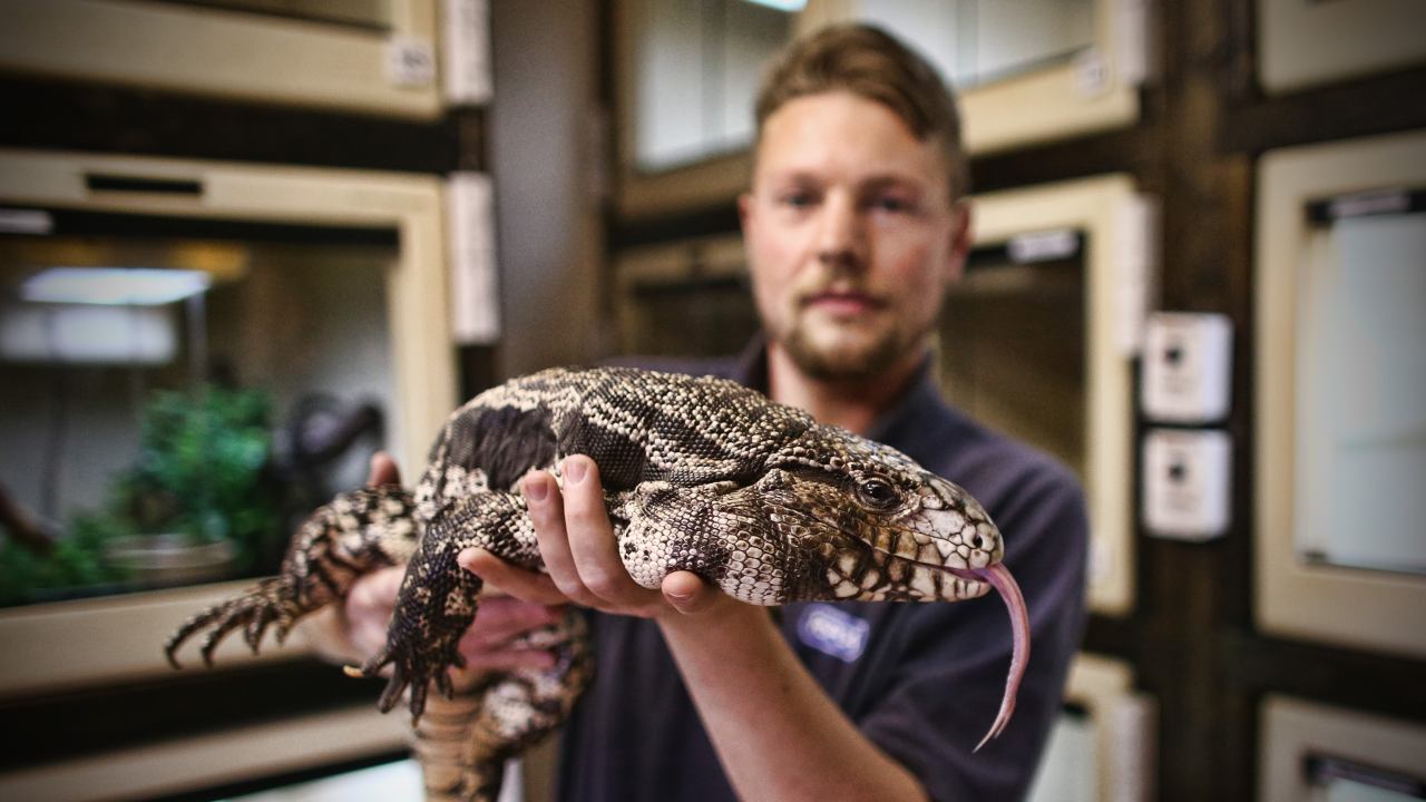 Il tegu argentino