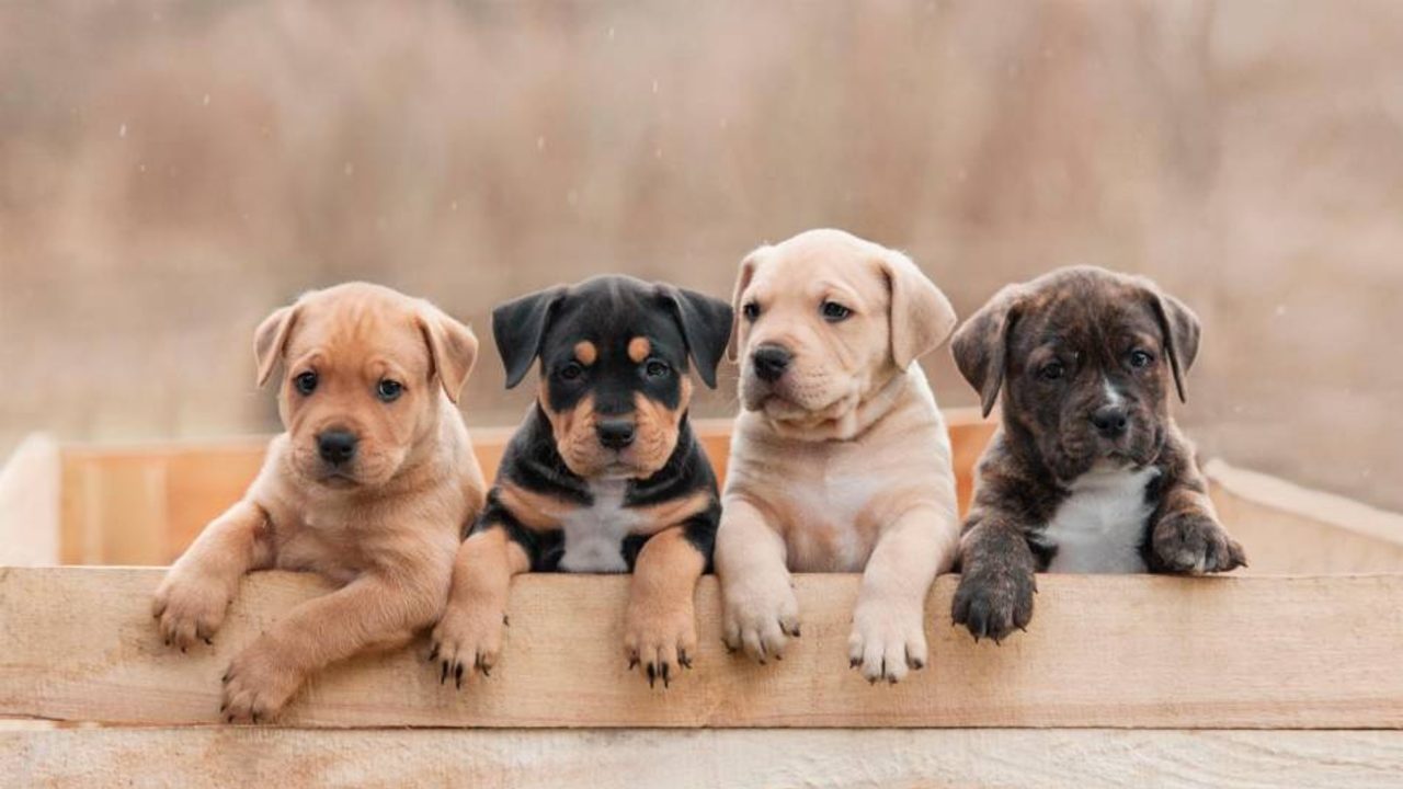 cuccioli di cane