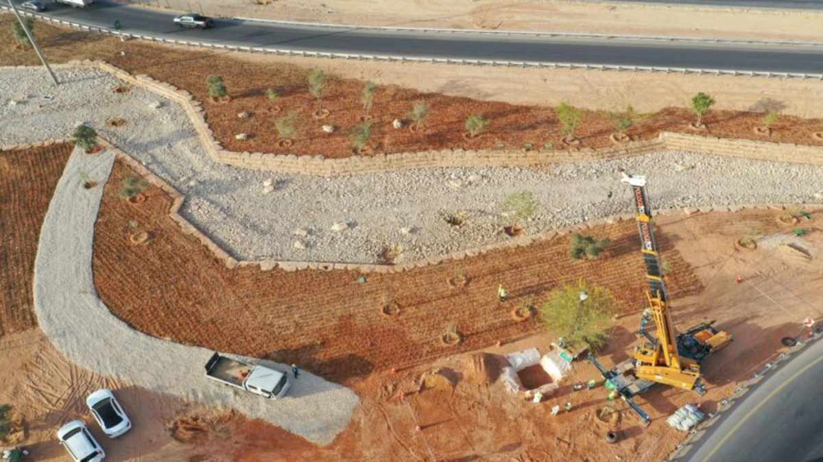 alberi piantati arabia saudita deserto