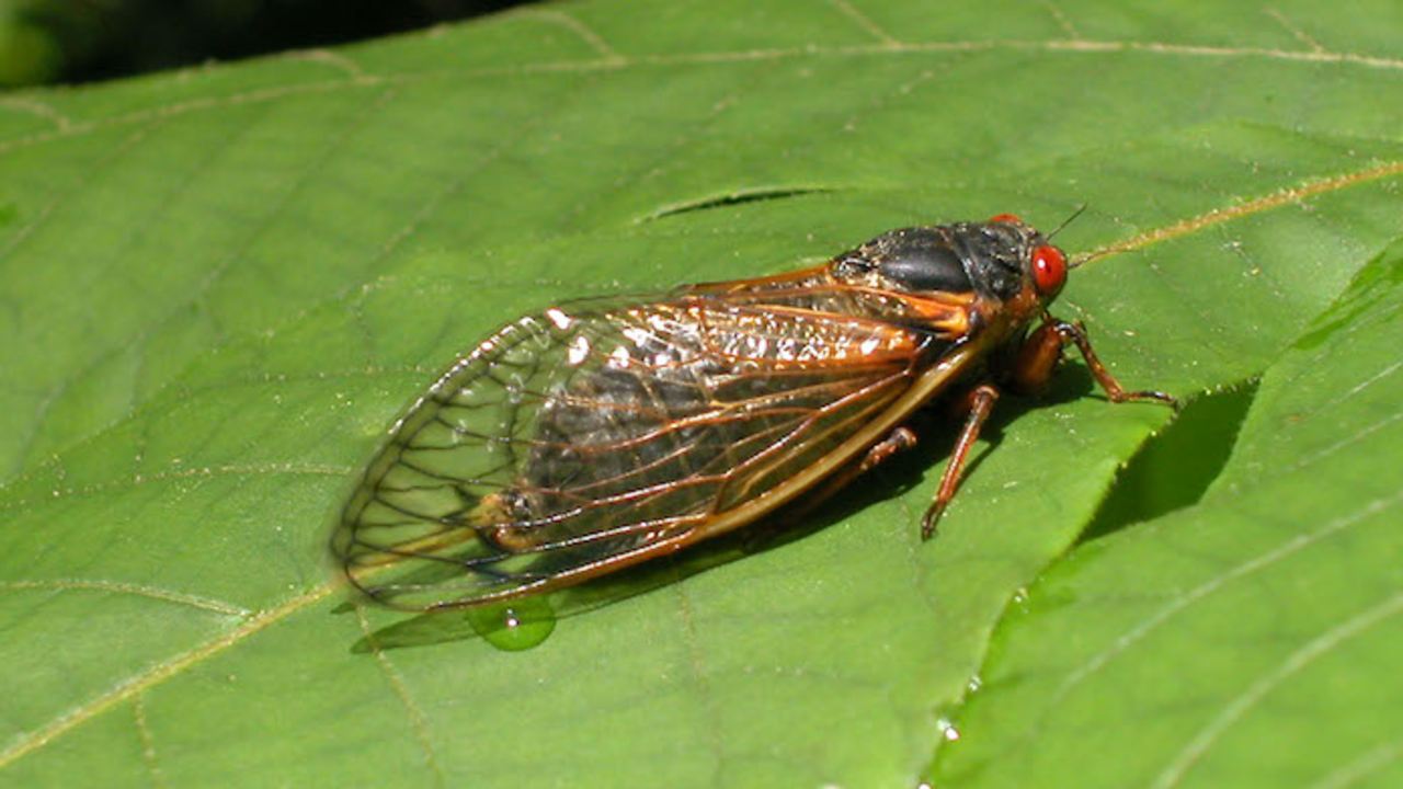 cicala