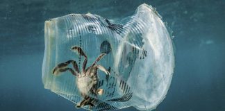 Plastica monouso in mare