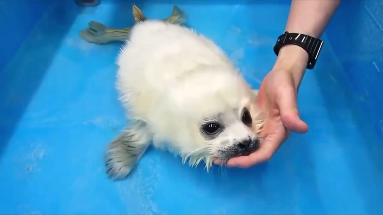 cucciolo foca