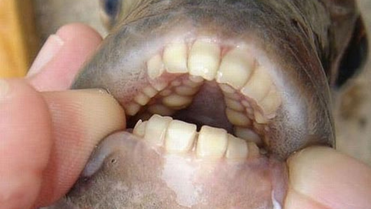 i denti del pacu