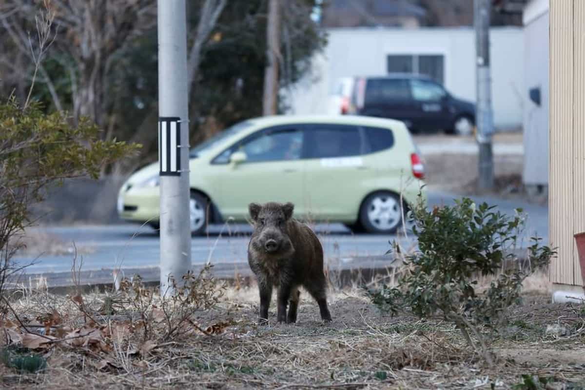 Cinghiale a Fukushima