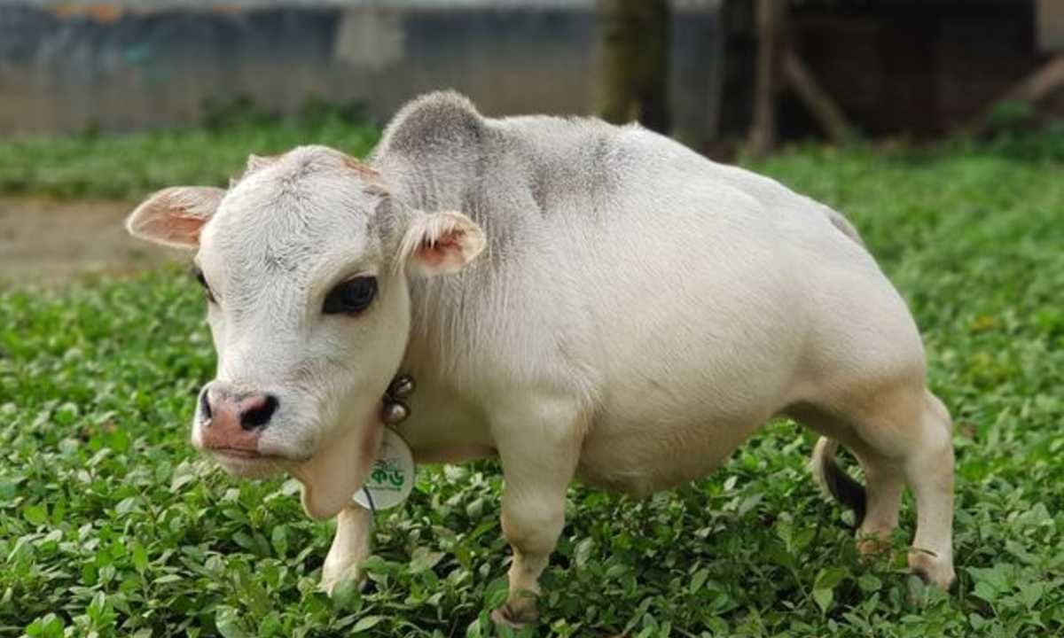 Rani la mucca più piccola al mondo