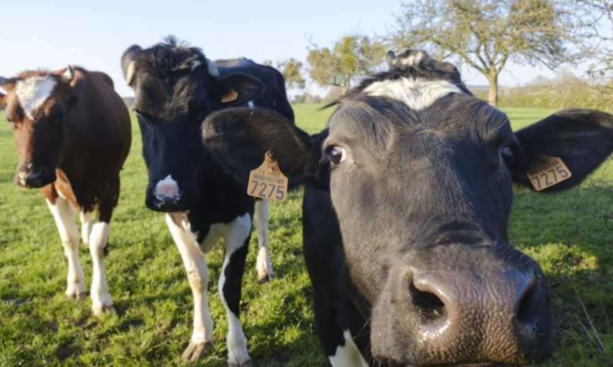 Mucche vs plastica