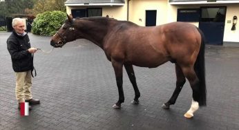 Cavallo da corsa dal valore di 180 milioni muore a 23 anni