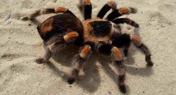 Dal Sudamerica al Bioparco: la storia di una tarantola sudamericana trovata in un Supermercato