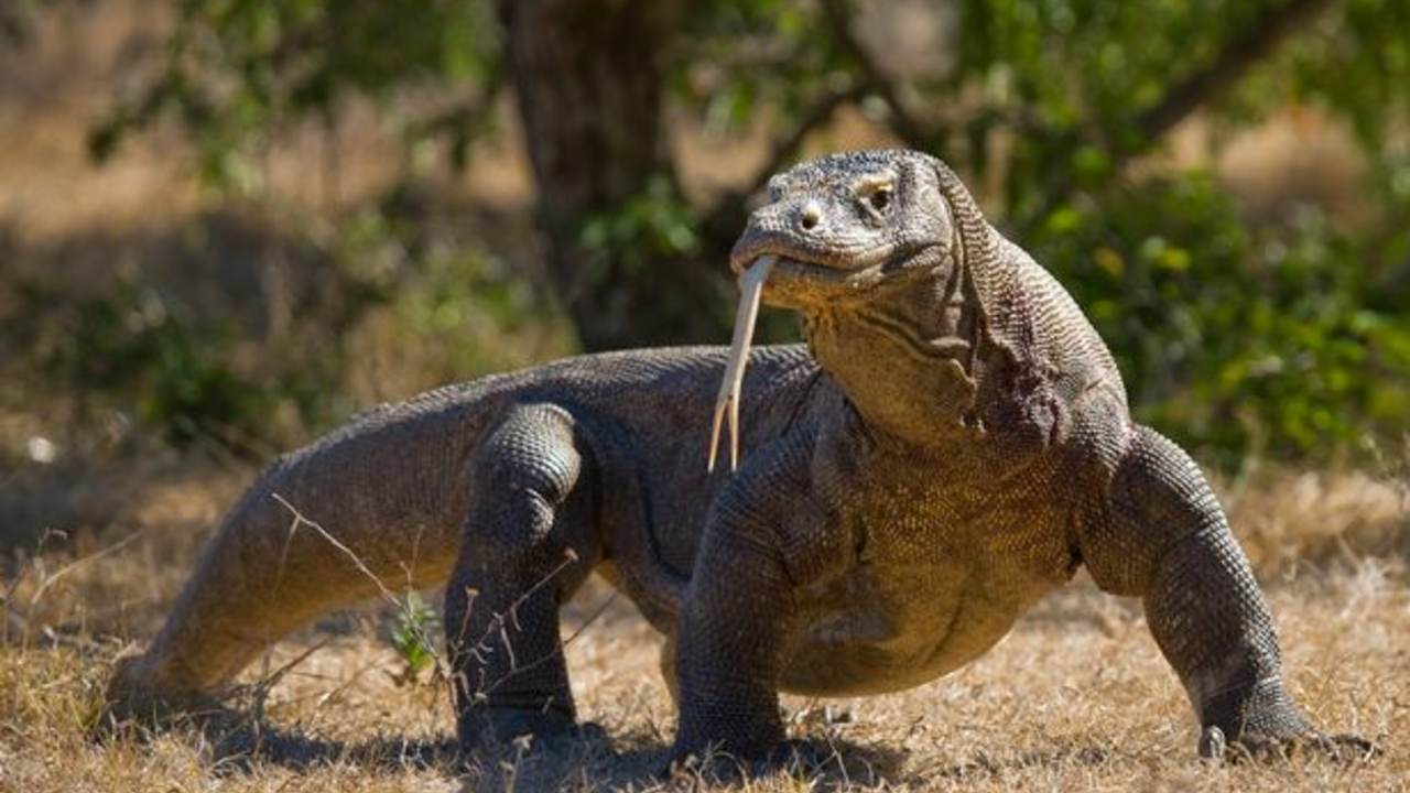 drago komodo isola