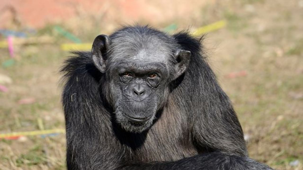 judy scimpanze