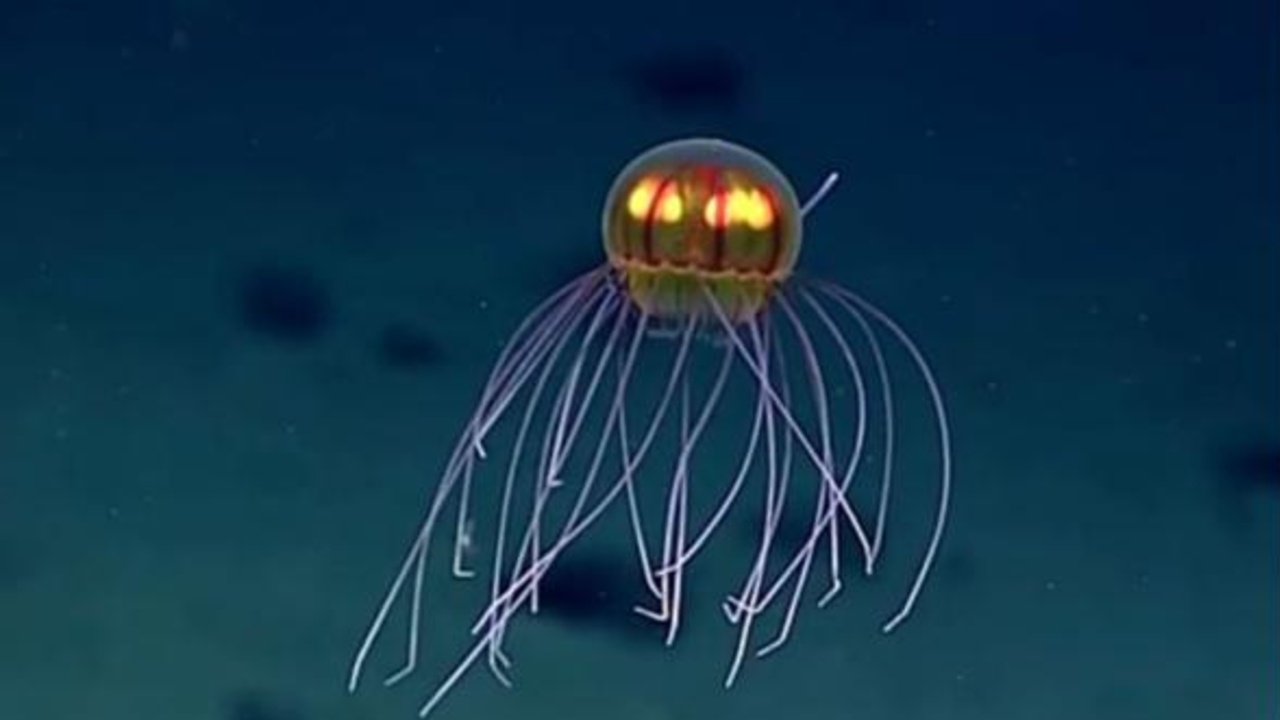 medusa criniera fossa marianne