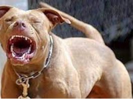 pitbull aggressione