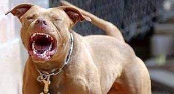 Nonna attaccata da un pitbull: rischia l’amputazione degli arti