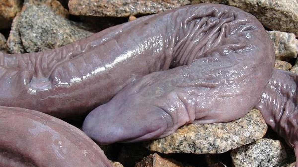 serpente pene