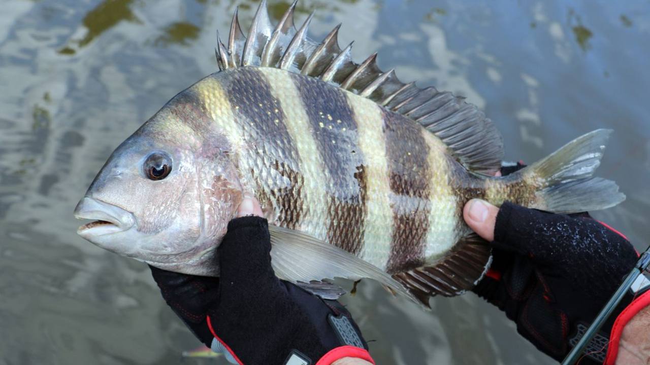 sheephead denti umani