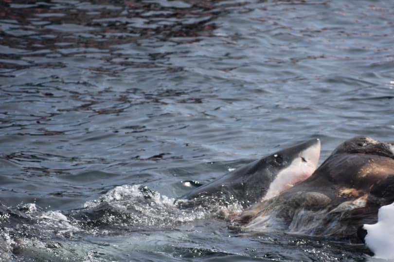 squalo mangia carcassa balena