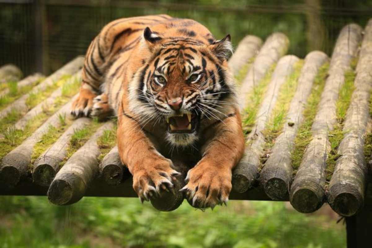 tigre safari donna sbranata