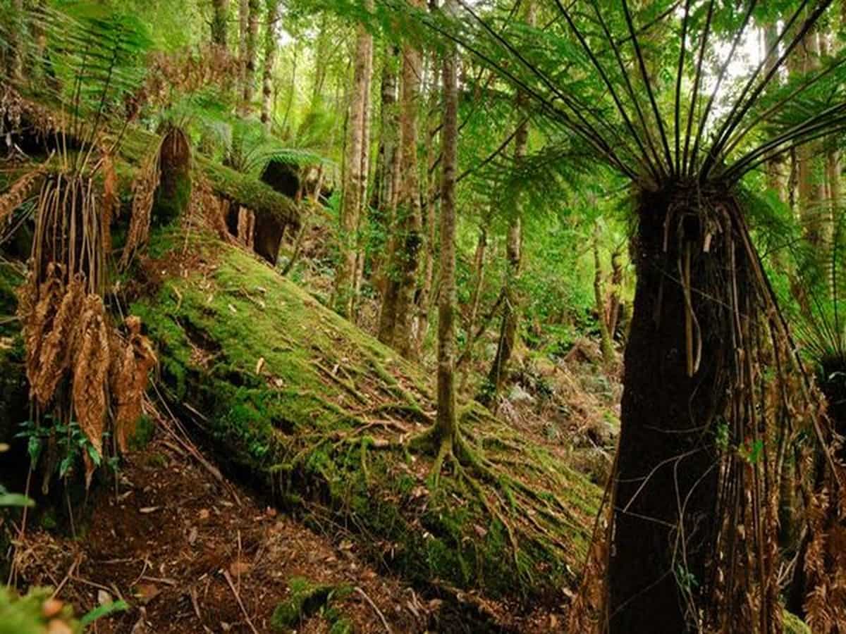 Australia foresta