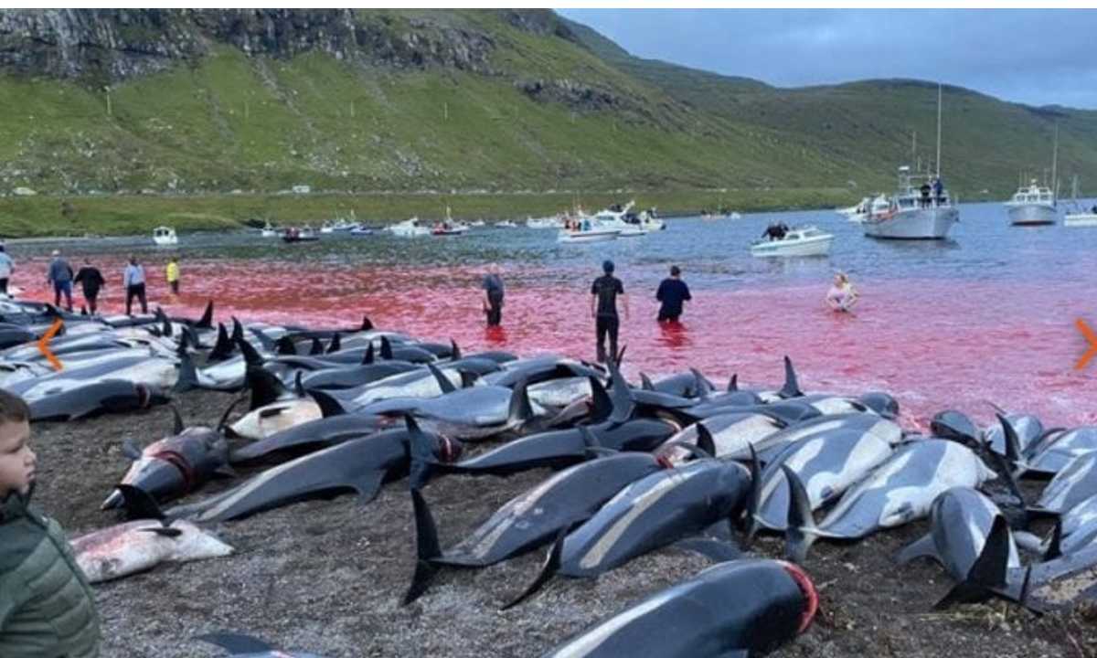 Mattanza delfini Isole Faroe