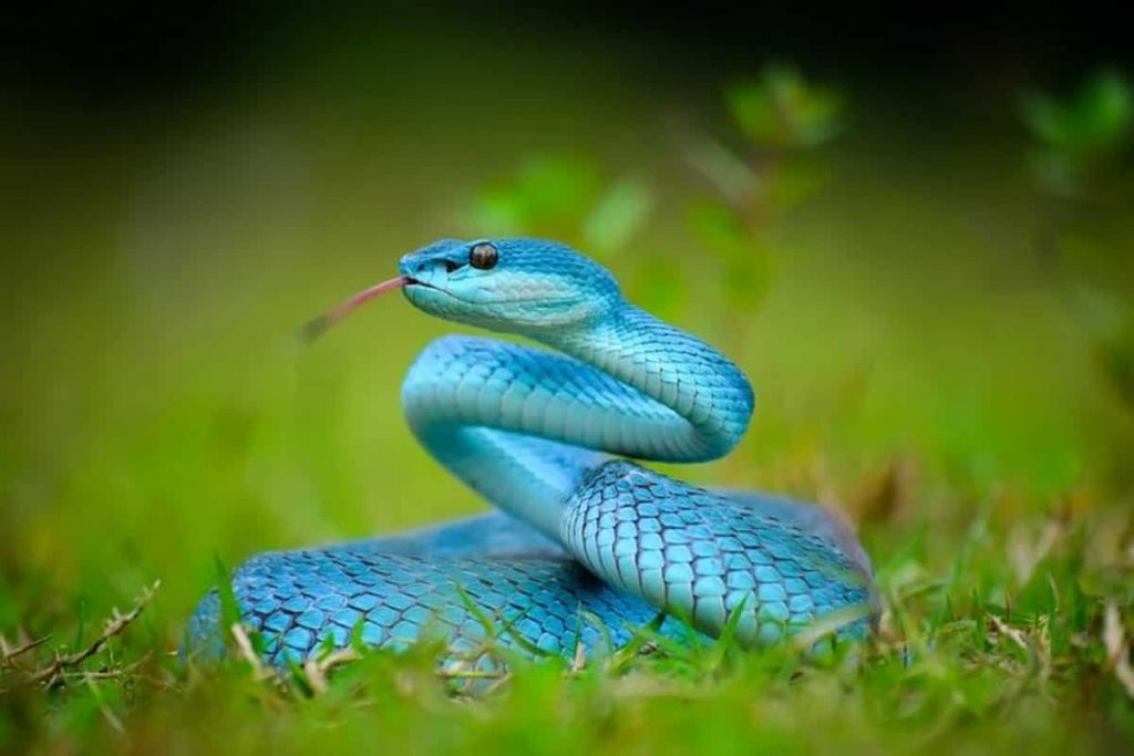 serpente